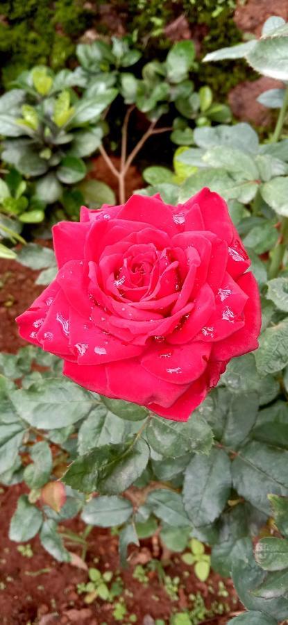 Dadaji Villa Panchgani Zewnętrze zdjęcie